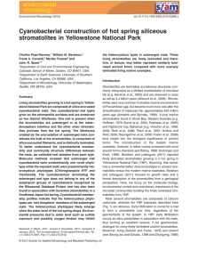 Cyanobacterial construction of hot spring siliceous stromatolites in Yellowstone National Park