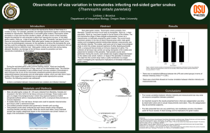 Observations of size variation in trematodes infecting red-sided garter snakes ( Abstract Introduction