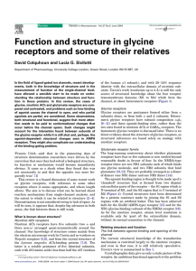 Function and structure in glycine receptors and some of their relatives