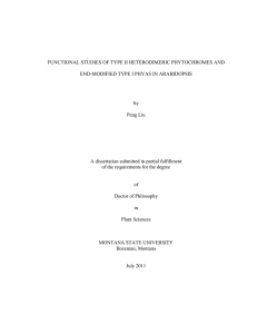 FUNCTIONAL STUDIES OF TYPE II HETERODIMERIC PHYTOCHROMES AND by