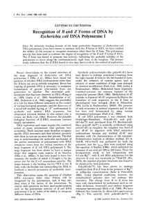 Recognition of  B  and  2  Forms ... Escherichia  coti  DNA  Polymerase  I LETTERS