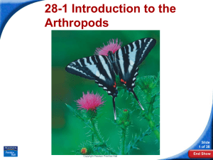 28-1 Introduction to the Arthropods Slide 1 of 38