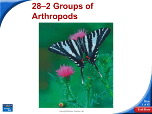 –2 Groups of 28 Arthropods Slide