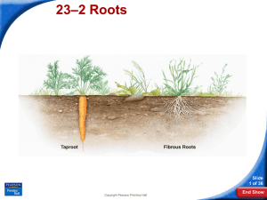 –2 Roots 23 Slide 1 of 36