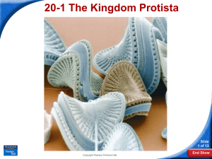 20-1 The Kingdom Protista Slide 1 of 13 End Show