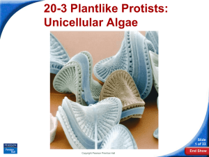 20-3 Plantlike Protists: Unicellular Algae Slide 1 of 33