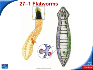 –1 Flatworms 27 Slide 1 of 41