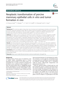 Neoplastic transformation of porcine in vitro and tumor mammary epithelial cells in vivo