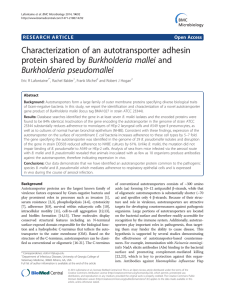 Characterization of an autotransporter adhesin protein shared by Burkholderia mallei and