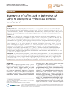 Escherichia coli Biosynthesis of caffeic acid in using its endogenous hydroxylase complex