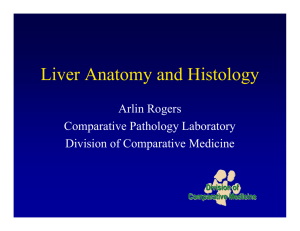 Liver Anatomy and Histology Arlin Rogers Comparative Pathology Laboratory Division of Comparative Medicine