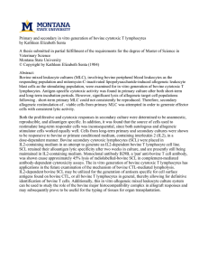 Primary and secondary in vitro generation of bovine cytotoxic T... by Kathleen Elizabeth Senta