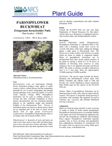 Plant Guide PARSNIPFLOWER