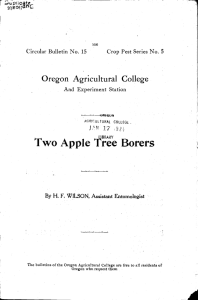 Two Apple Tree Borers Oregon Agricultural College t 17