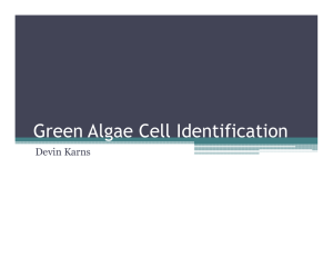 Green Algae Cell Identification Devin Karns
