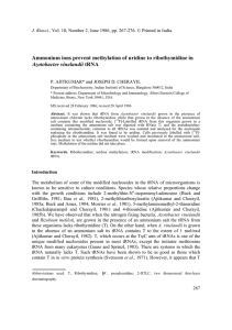 Ammonium ions prevent methylation of uridine to ribothymidine in Azotobacter vinelandii