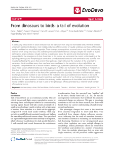 From dinosaurs to birds: a tail of evolution Open Access
