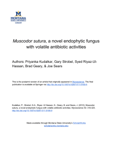 Muscodor sutura with volatile antibiotic activities Hassan, Brad Geary, &amp; Joe Sears