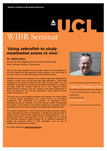 WIBR Seminar 'Using zebrafish to study myelinated axons in vivo'