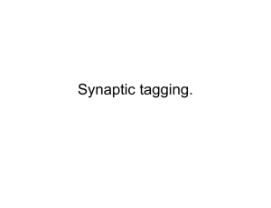 Synaptic tagging.
