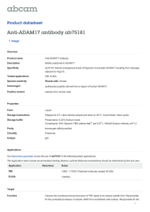 Anti-ADAM17 antibody ab75181 Product datasheet 1 Image Overview