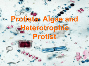 Protista: Algae and Heterotrophic Protist