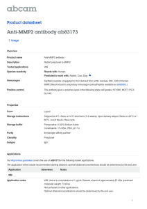 Anti-MMP2 antibody ab83173 Product datasheet 1 Image