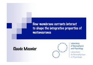 Claude Meunier How membrane currents interact to shape the integrative properties of motoneurones