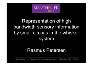 Representation of high bandwidth sensory information by small circuits in the whisker system