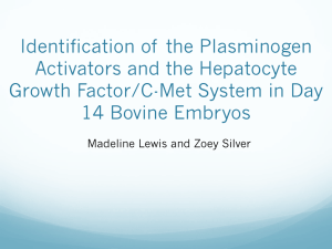 Identification of  the Plasminogen Activators and the Hepatocyte 14 Bovine Embryos