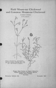 and Common Mouse-ear Chickweed Field Mouse-ear Chickweed Extension Bulletin 566