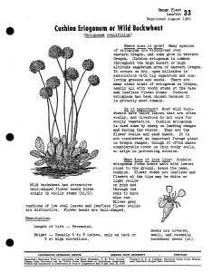 Cushion Eriogonum or Wild Buckwheat Range Plant Leaflet JO