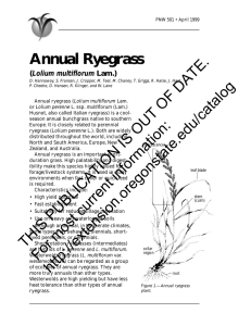 Annual Ryegrass DATE. Lolium multiflorum PNW 501 • April 1999