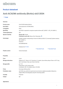 Anti-ACADM antibody (Biotin) ab212024 Product datasheet 1 Image Overview