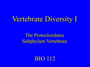Vertebrate Diversity I BIO 112 The Protochordates Subphylum Vertebrata