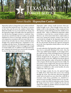 Forest Health: