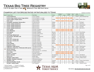 Texas Big Tree Registry &amp;