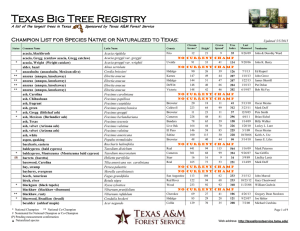 Texas Big Tree Registry &amp;