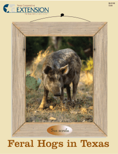 Feral Hogs in Texas B-6149 5-04