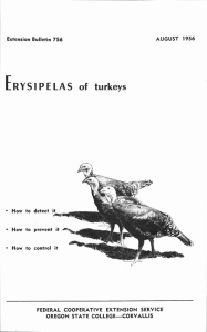ERYSIPELAS of turkeys How to detect it AUGUST 1956
