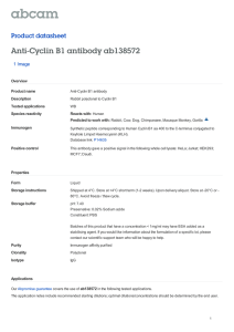 Anti-Cyclin B1 antibody ab138572 Product datasheet 1 Image