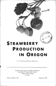 IN OREGON PRODUCTION STRAWBERRY