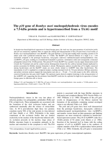 The p10 gene of Bombyx mori nucleopolyhedrosis virus encodes