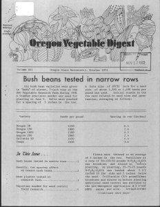 narrow rows Bush beans tested in