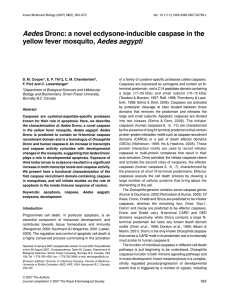 Aedes Aedes aegypti Dronc: a novel ecdysone-inducible caspase in the