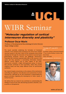 WIBR Seminar  “Molecular regulation of cortical interneuron diversity and plasticity”