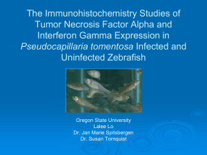 The Immunohistochemistry Studies of Tumor Necrosis Factor Αlpha and Uninfected Zebrafish