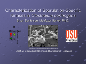 Characterization of Sporulation-Specific Clostridium perfringens Bryan Danielson, Mahfuzur Sarker, Ph.D.