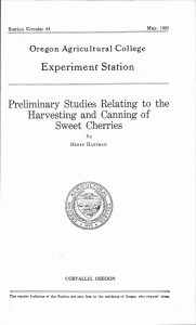 Experiment Station Preliminary Studies Relating to the Harvesting and Canning of Sweet Cherries
