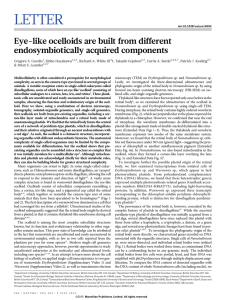 LETTER Eye-like ocelloids are built from different endosymbiotically acquired components